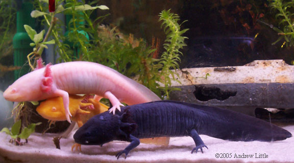 axolotl colours