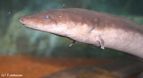 http://www.caudata.org/cc/images/species/Amphiuma/A_tridactylum3JOHNSON.jpg