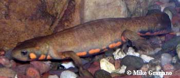 Cynops cyanurus