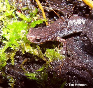 Hemidactylium scutatum