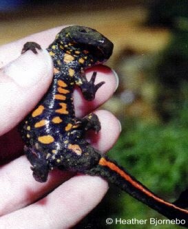 Paramesotriton chinensis