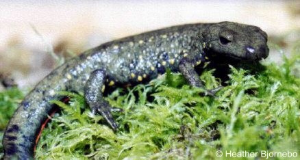 Paramesotriton chinensis