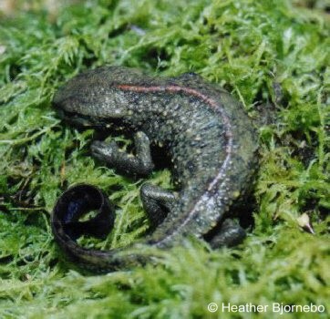 Paramesotriton chinensis