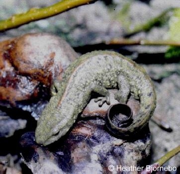 Paramesotriton chinensis