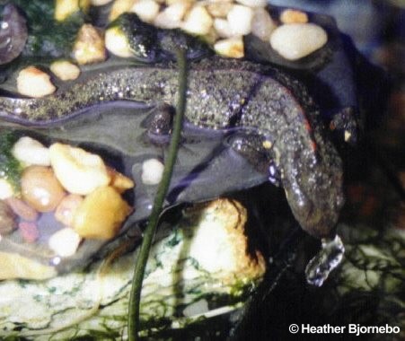 Paramesotriton chinensis