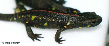 Paramesotriton chinensis