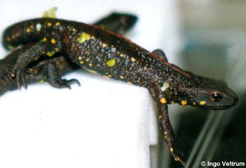 Paramesotriton chinensis