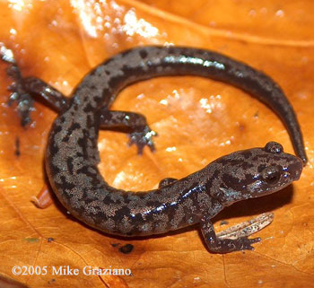 Plethodon welleri