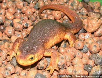 Taricha torosa