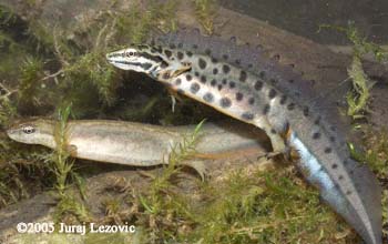 L. v. vulgaris pair