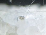 copepod2 011(2).jpg