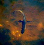 Newt Diving I.jpg