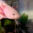 DinnerTheAxolotl