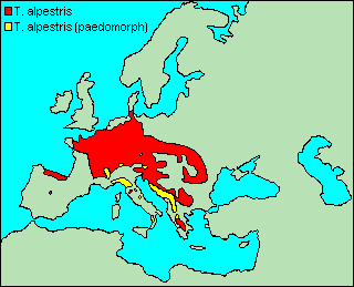 distribution of neotenous alpine newts