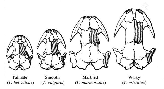 Triturus skulls