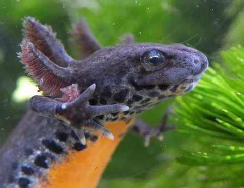 neotenous female alpine newt