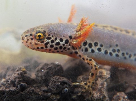 neotenous male alpine newt