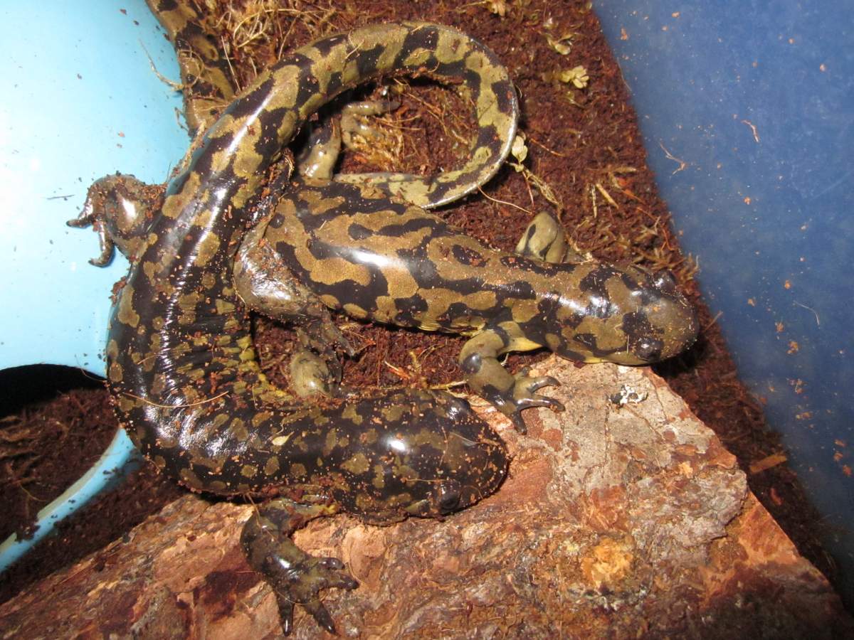 Tiger salamanders. | Caudata.org: Newts and Salamanders Portal