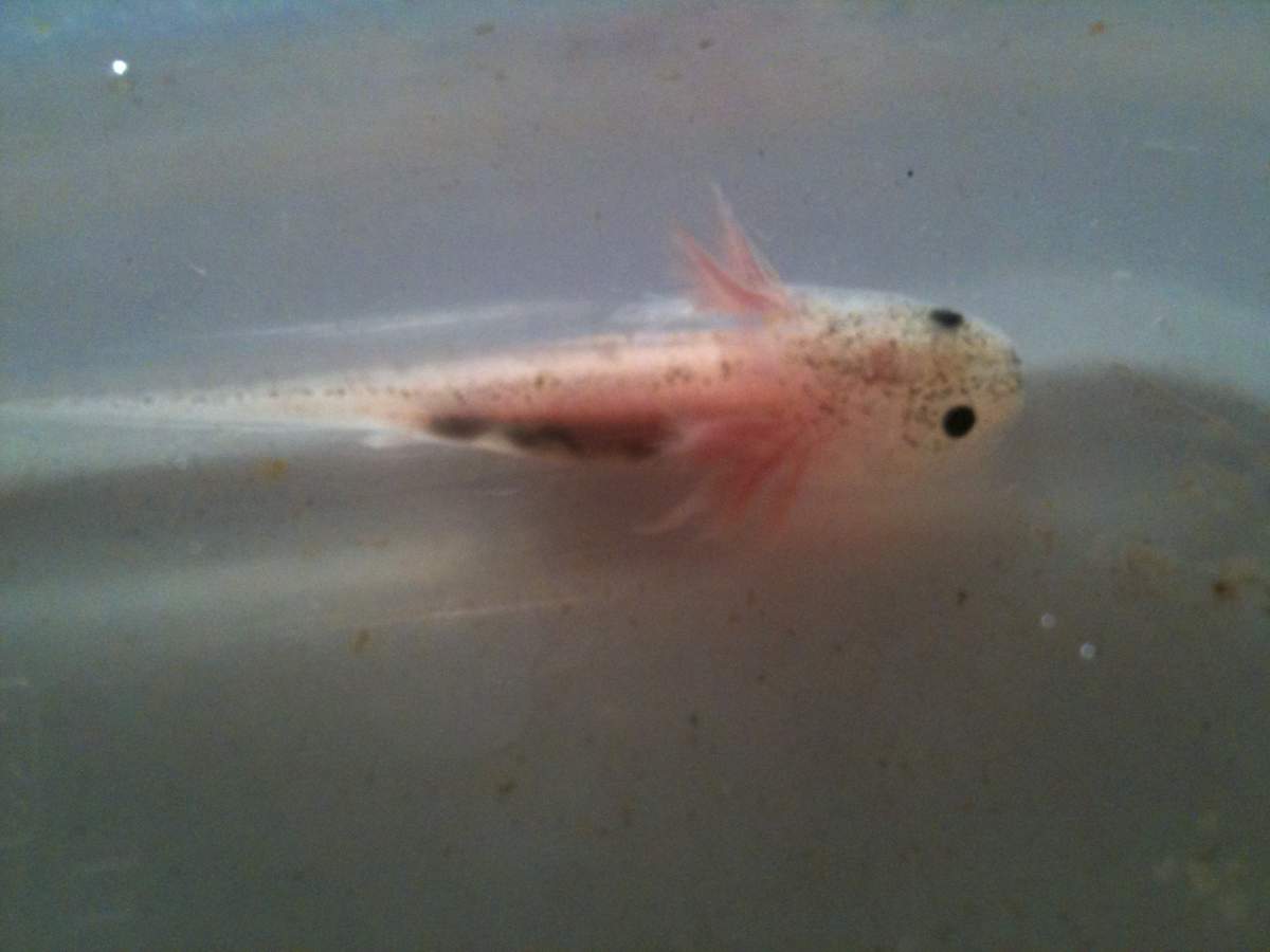 Photo My Baby Axies From A Leucistic Father And Wild Type Mother Caudata Org Newts And Salamanders Portal