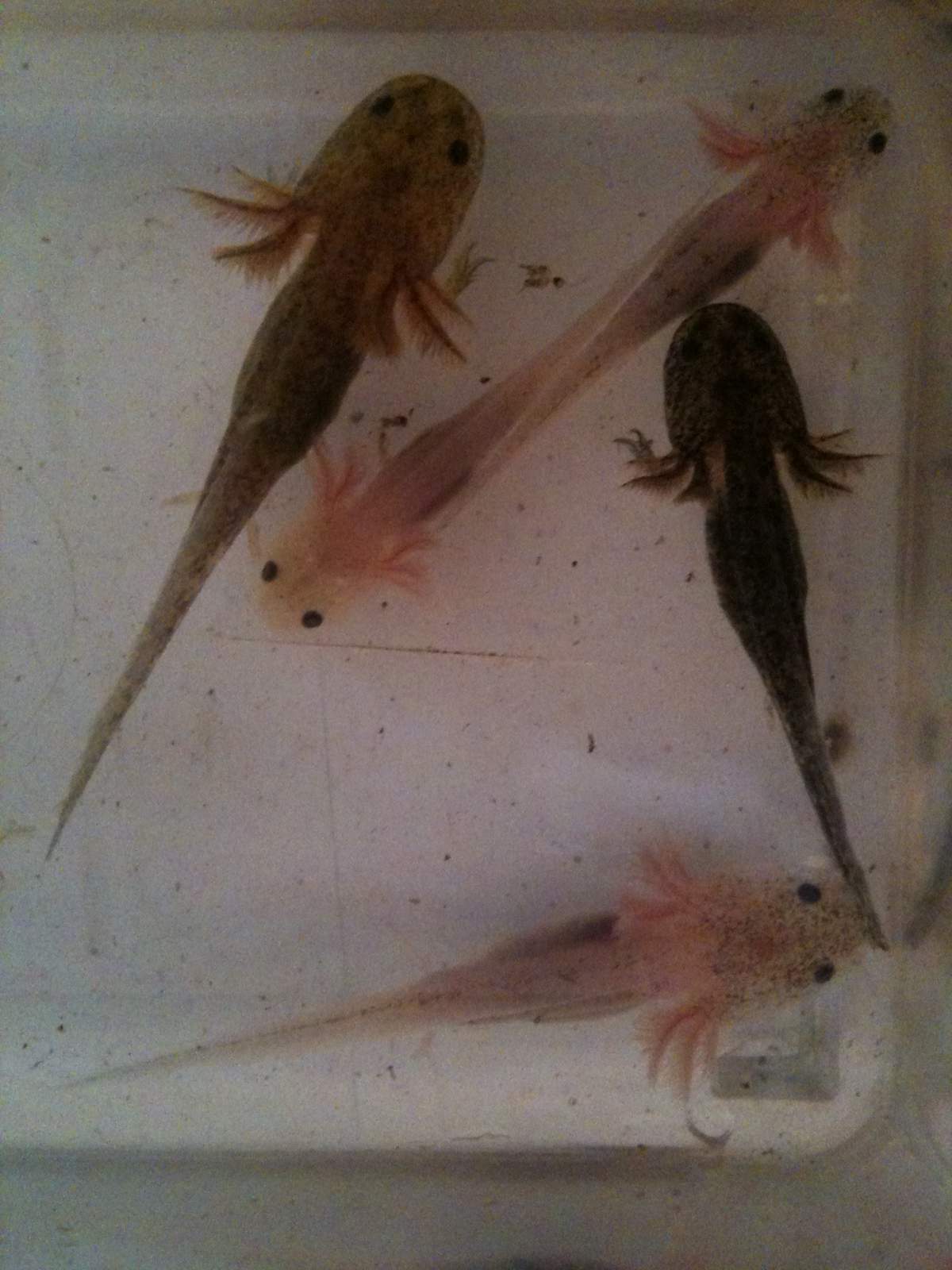 Photo My Baby Axies From A Leucistic Father And Wild Type Mother Caudata Org Newts And Salamanders Portal