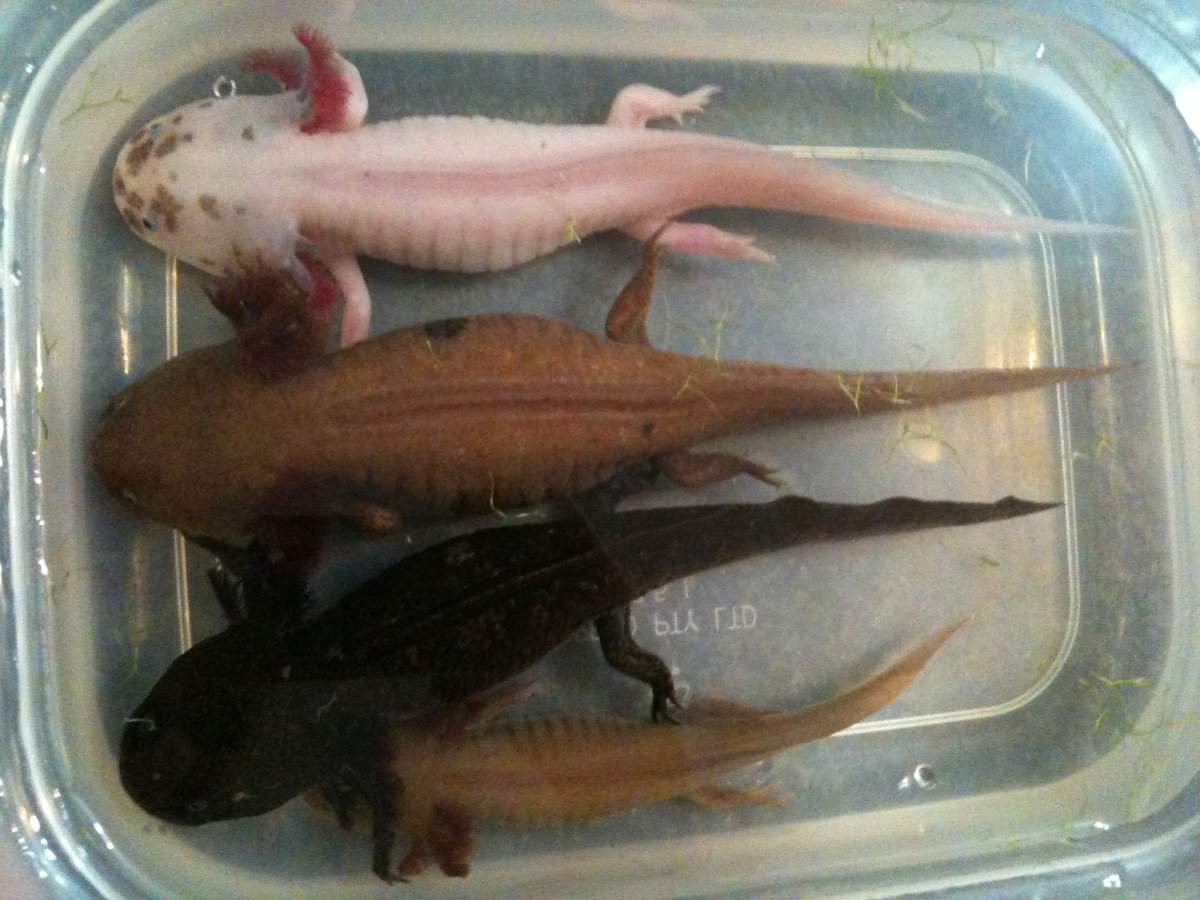Photo My Baby Axies From A Leucistic Father And Wild Type Mother Caudata Org Newts And Salamanders Portal