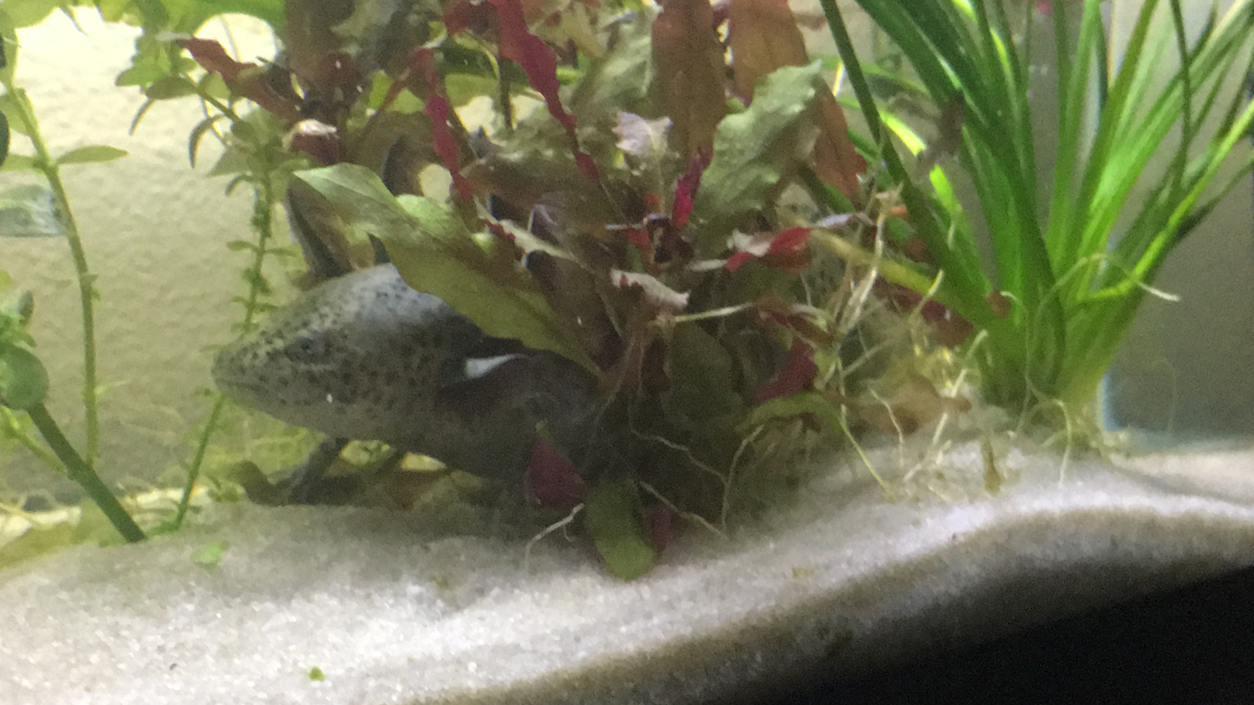 Live plants for axolotl tank Newts and Salamanders Portal