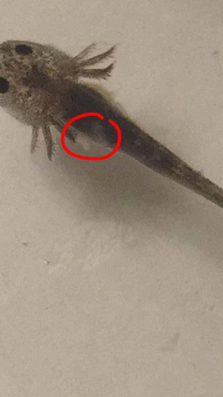 Illness Sickness Baby Axolotls With Peeling Skin Slime Coat Caudata Org Newts And Salamanders Portal