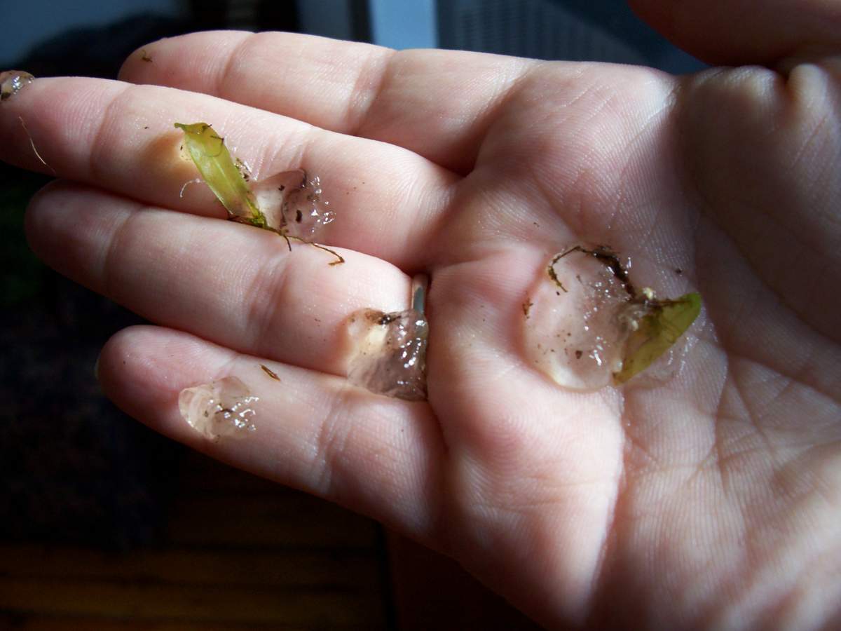 Transparent tank funk? Newts and Salamanders Portal