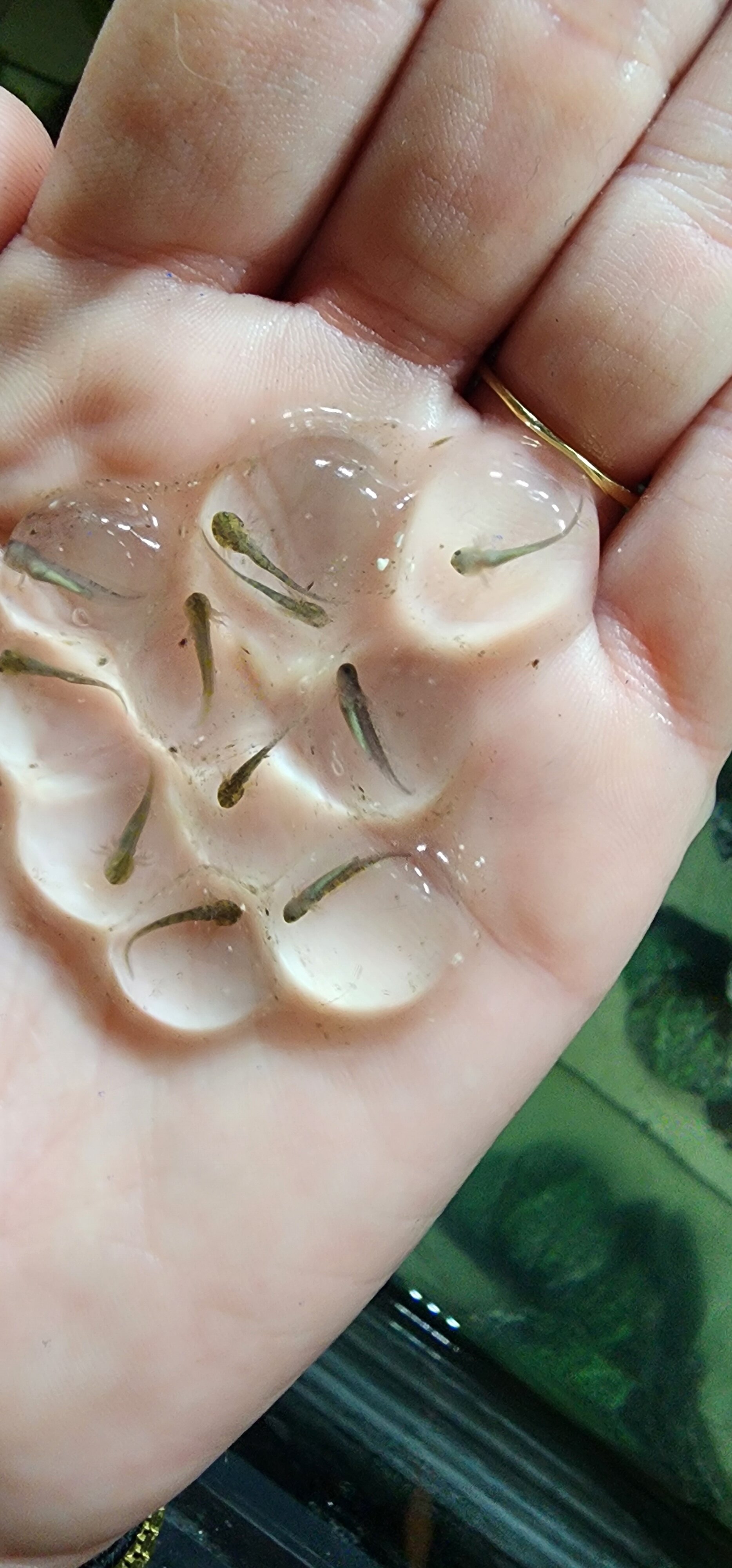 Can anyone tell me what color axolotls these will be? There are so many