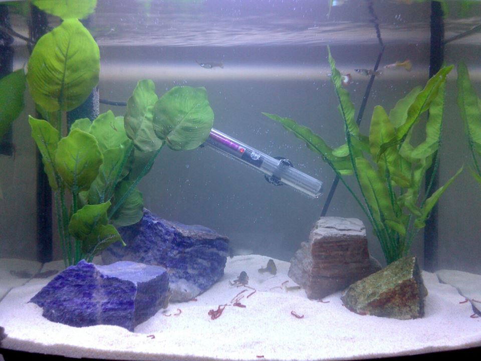 Dead african shop dwarf frog