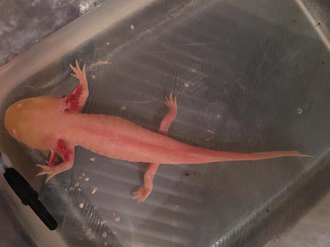 Illness/Sickness Bought sick axolotl. impaction/fungus/burns