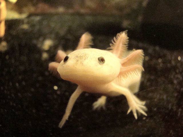 Axolotl Drawing Request Caudata Org Newts And Salamanders Portal