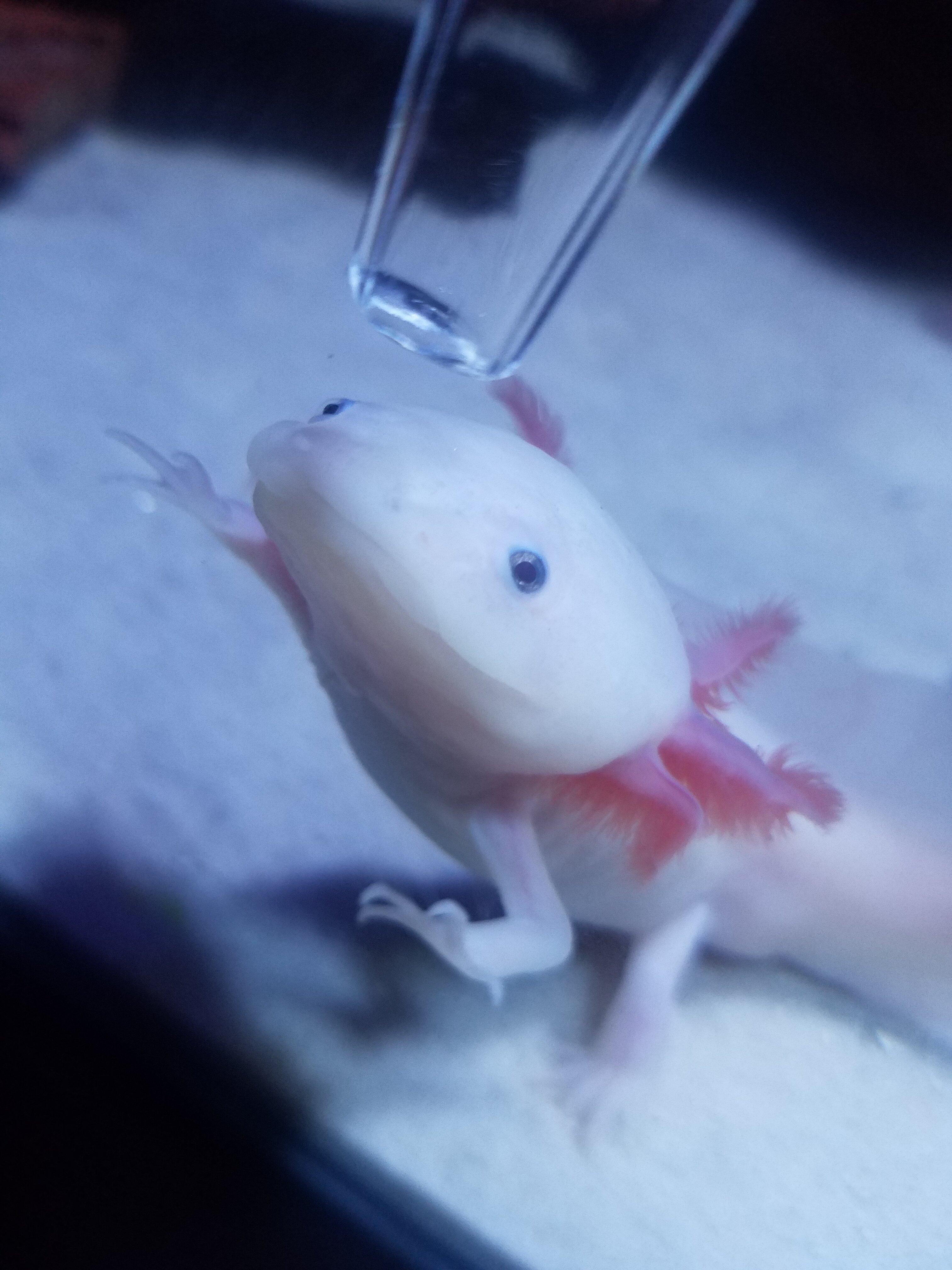 Axolotl and hook worms Newts and Salamanders Portal