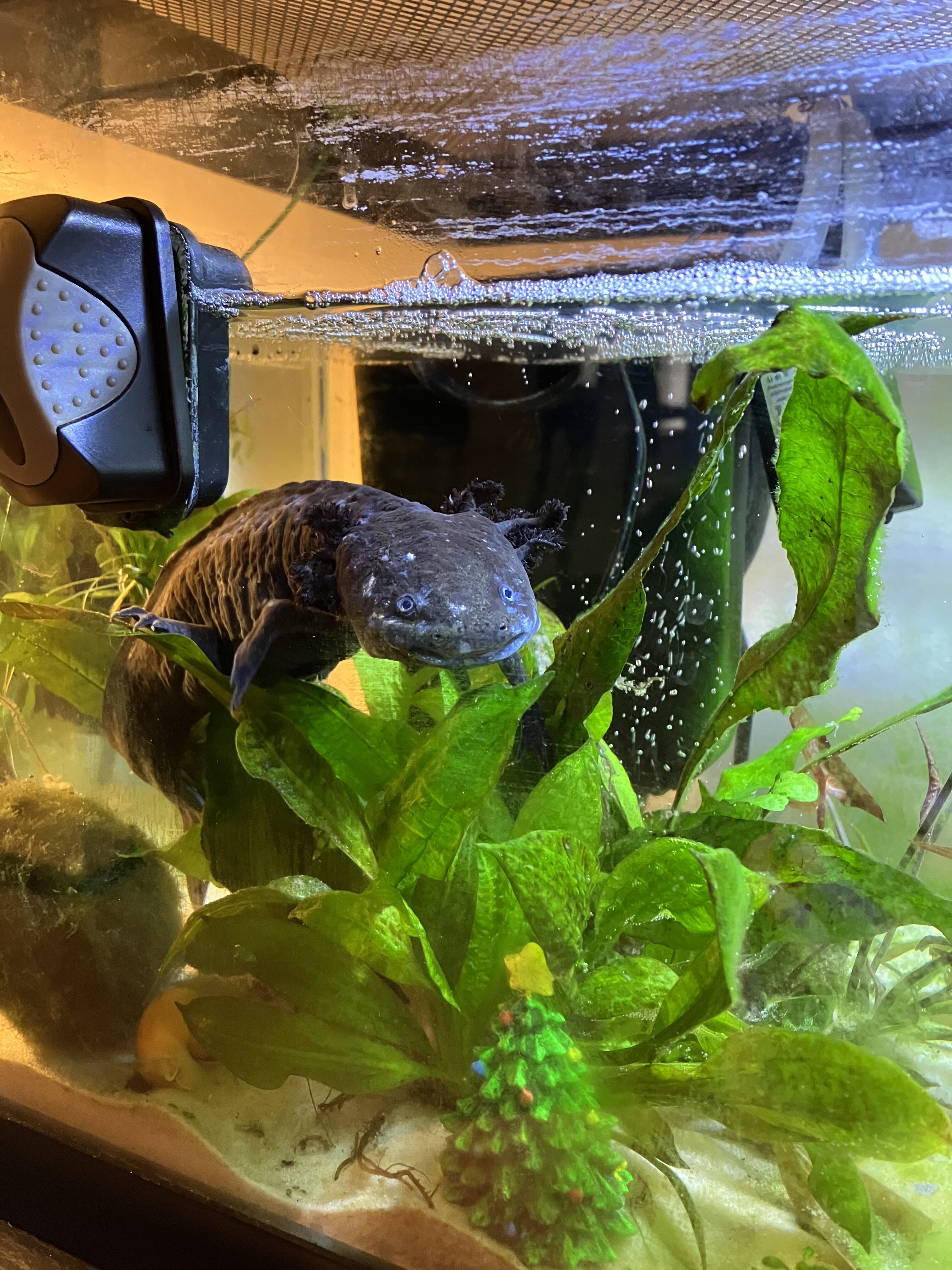 Help, is my axolotl morphing? Newts and Salamanders Portal