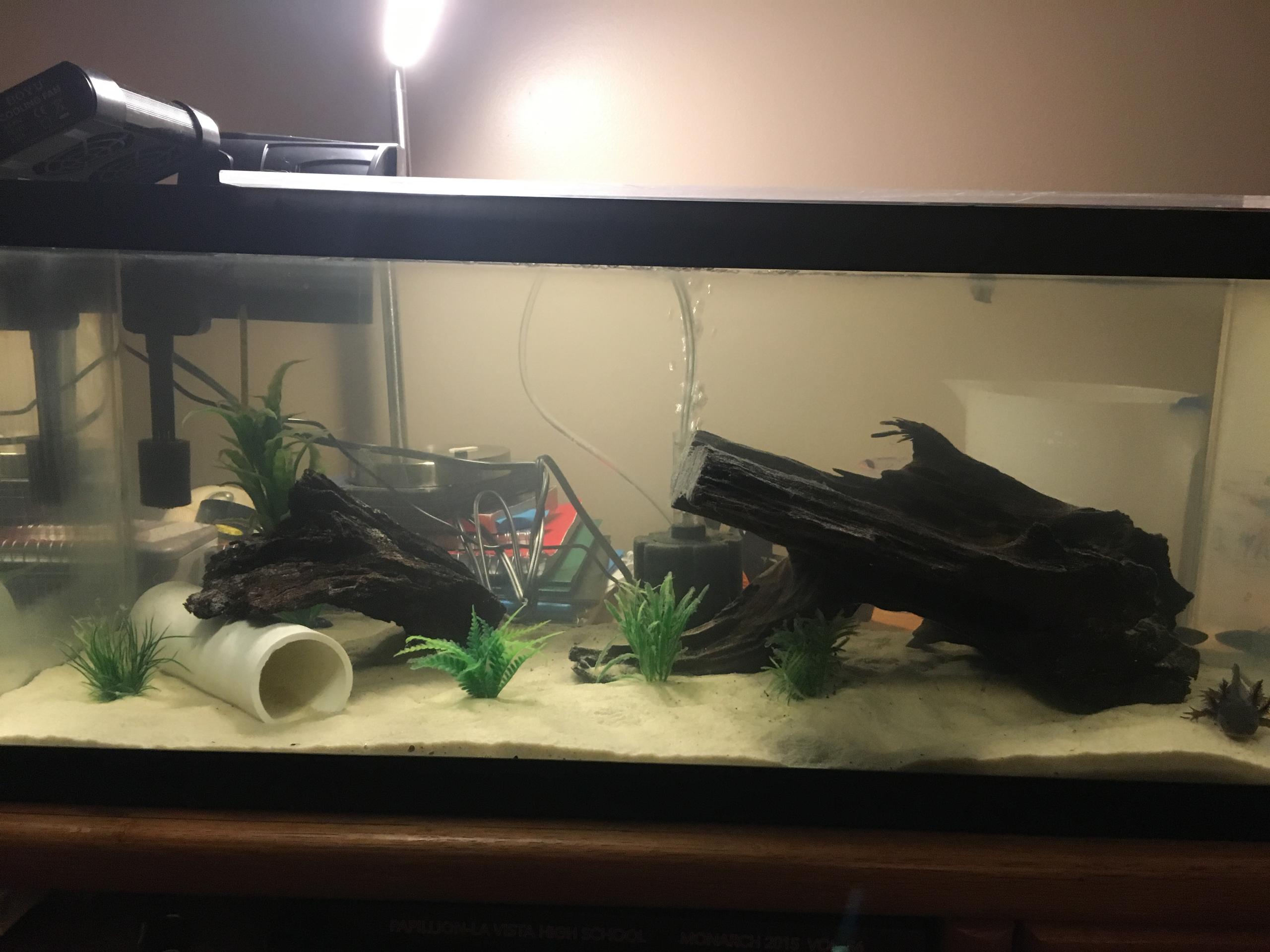 Axolotl setup Newts and Salamanders Portal