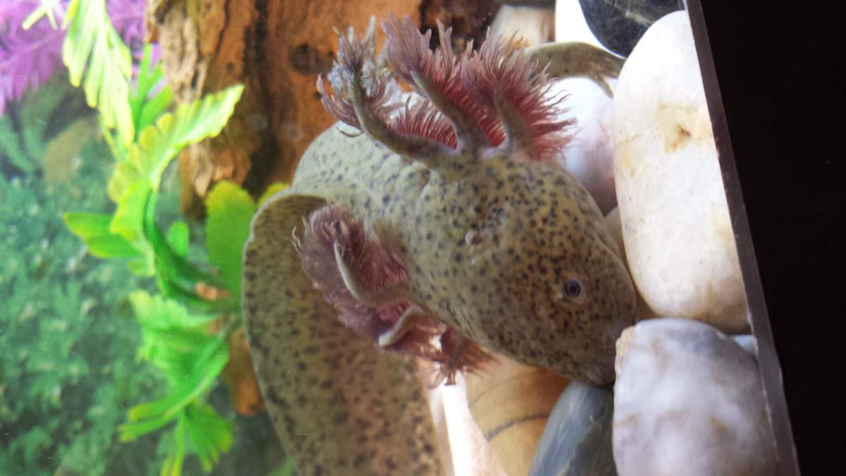 Illness/Sickness Fungus on axolotl gills? Newts and