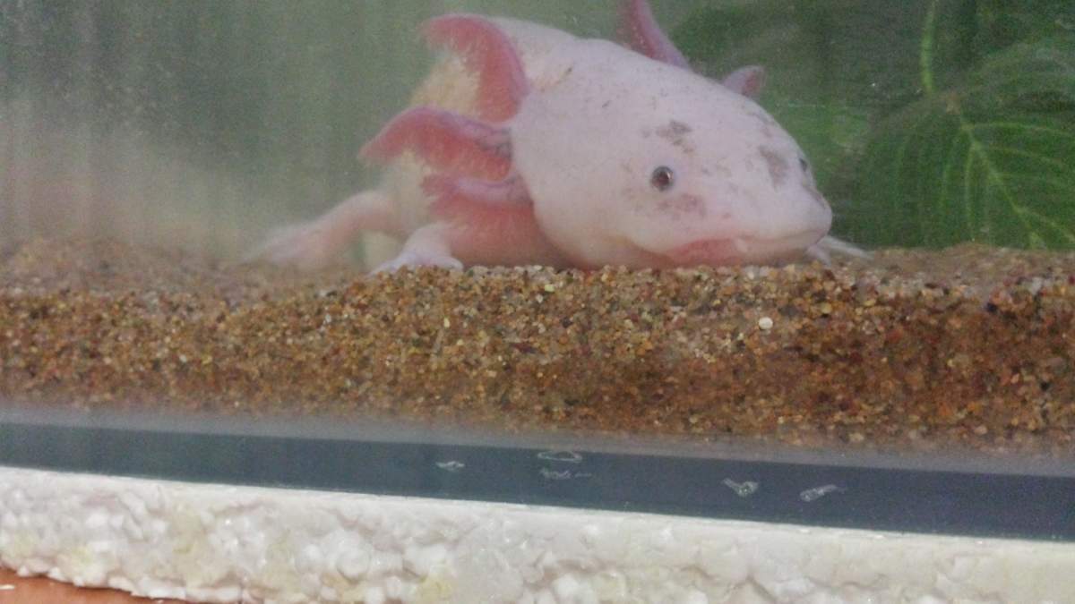 Sick axolotl, mouth sore? Newts and Salamanders Portal