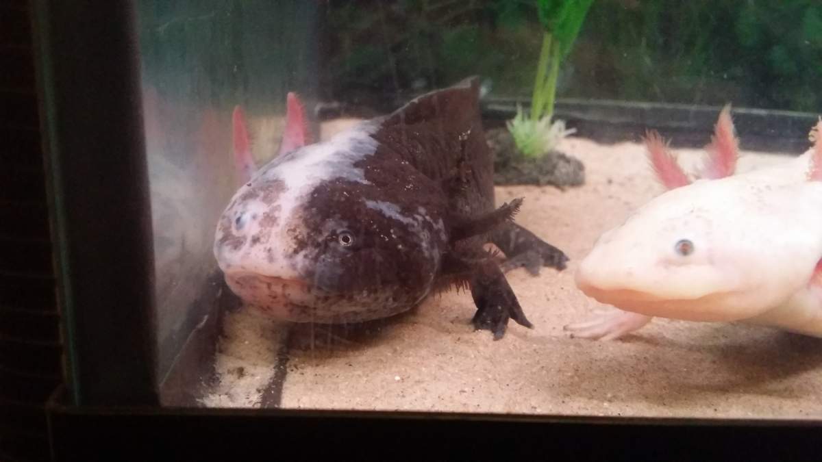 Axolotl vet near sales me