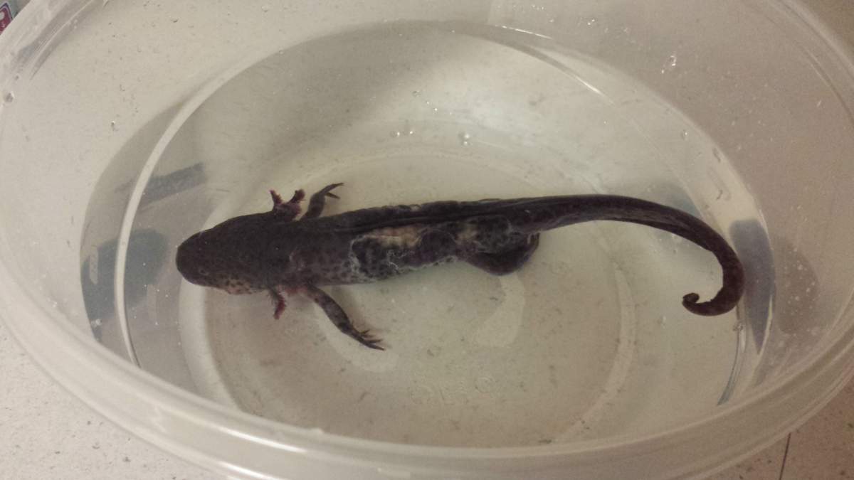 Axolotl Shedding Skin/Slime coat?  : Newts and Salamanders  Portal