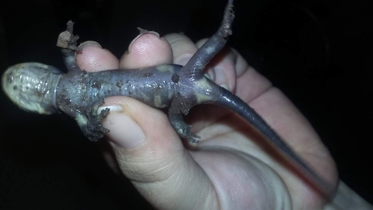 Sexing Tiger Salamanders Caudata Org Newts And Salamanders Portal