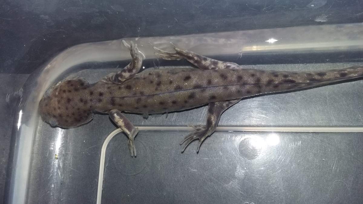 Axolotl Morphing into salamander Newts and Salamanders