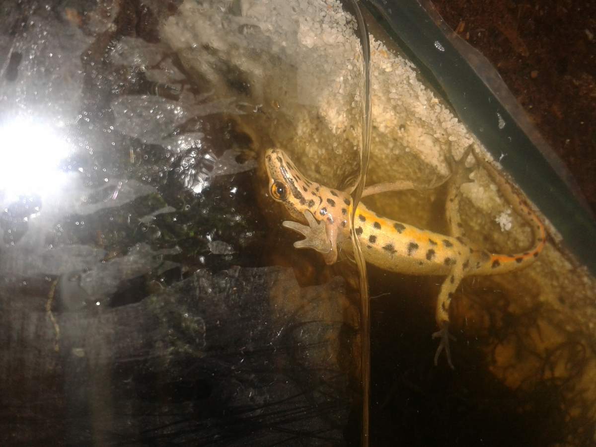 Can you help me determine the gender of my smooth newt (Lissotriton