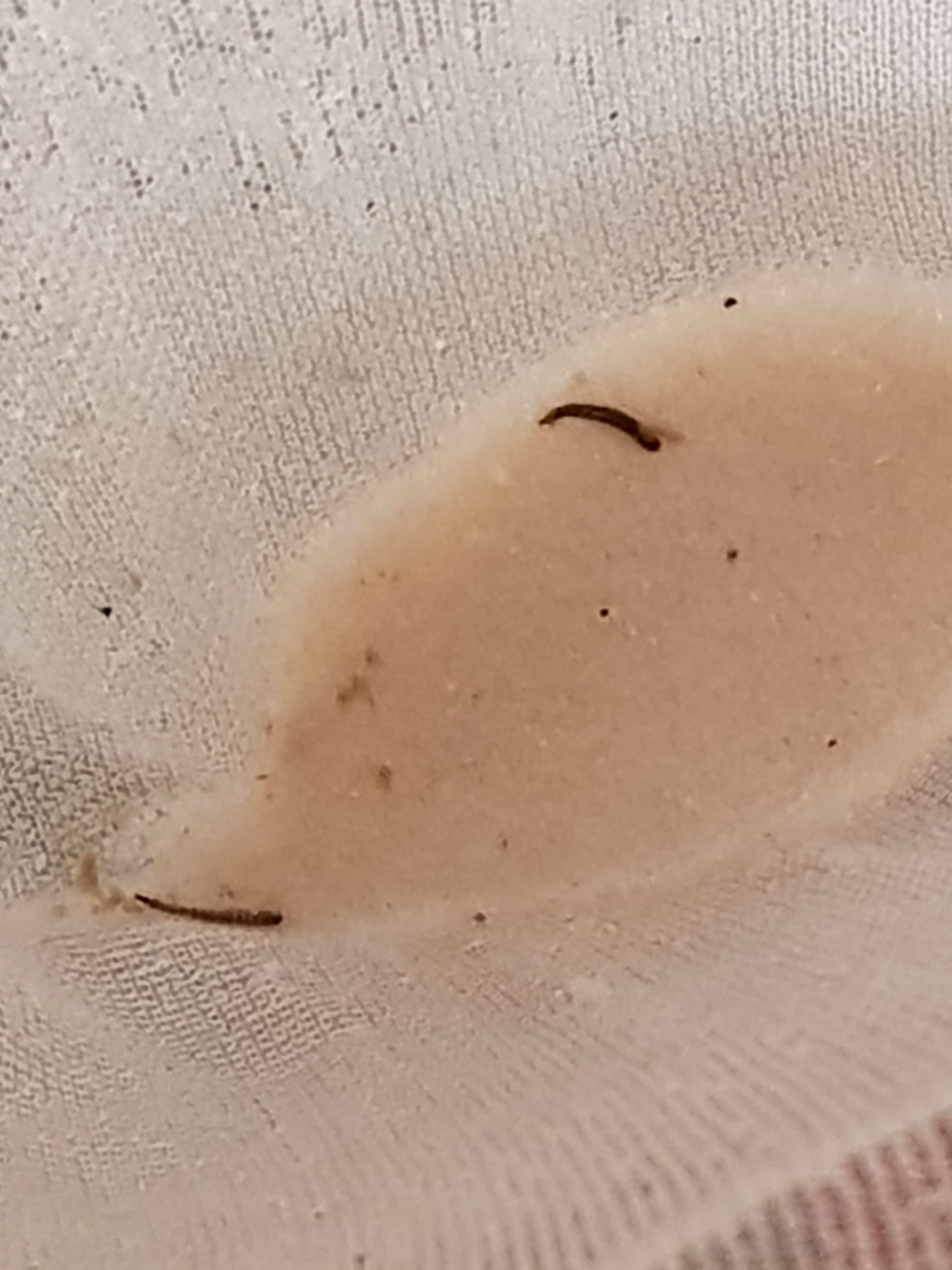 Black worms in fish tank on sale