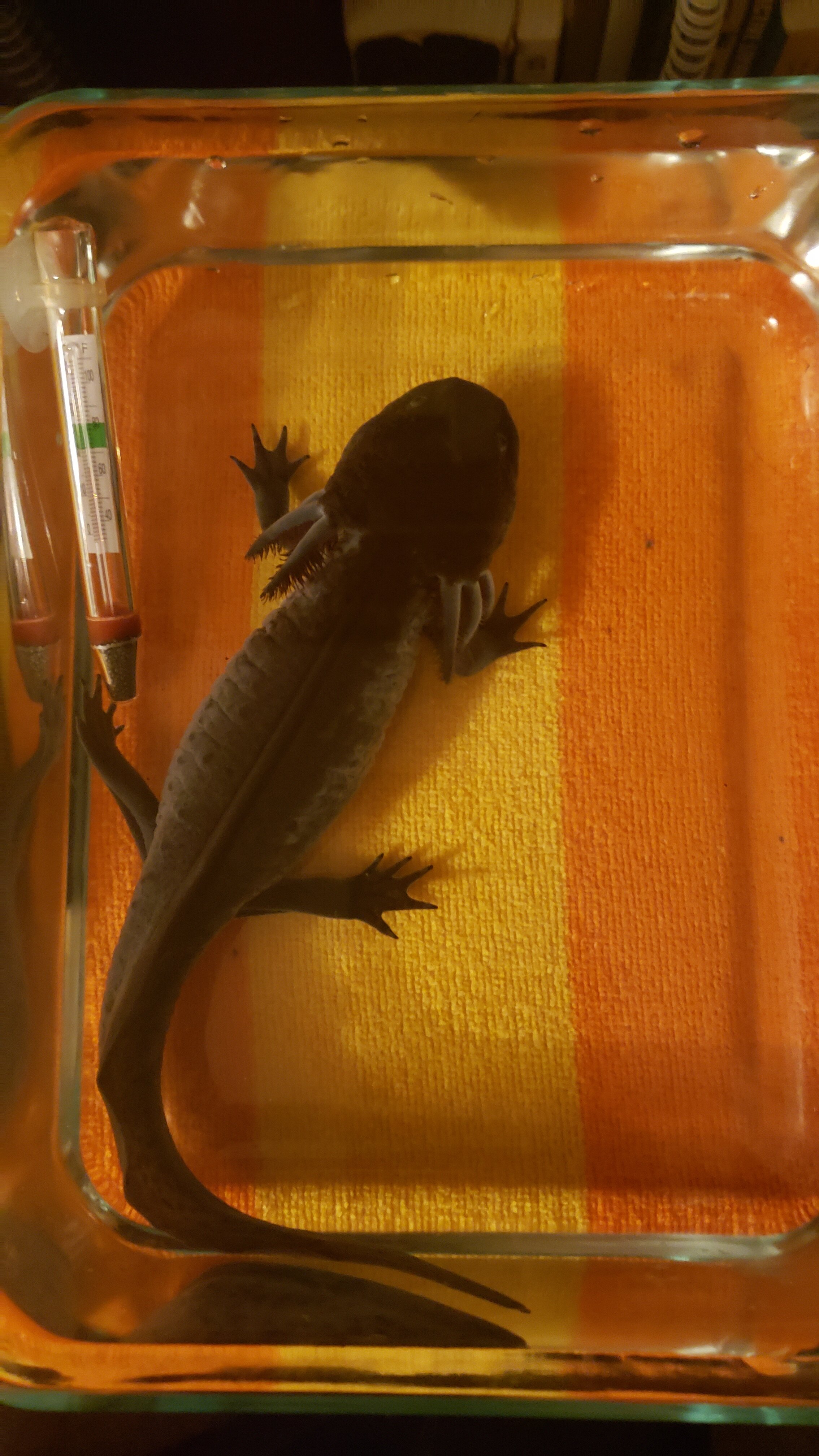 Adult Axolotl Showing Several Strange Symptoms Apologies for