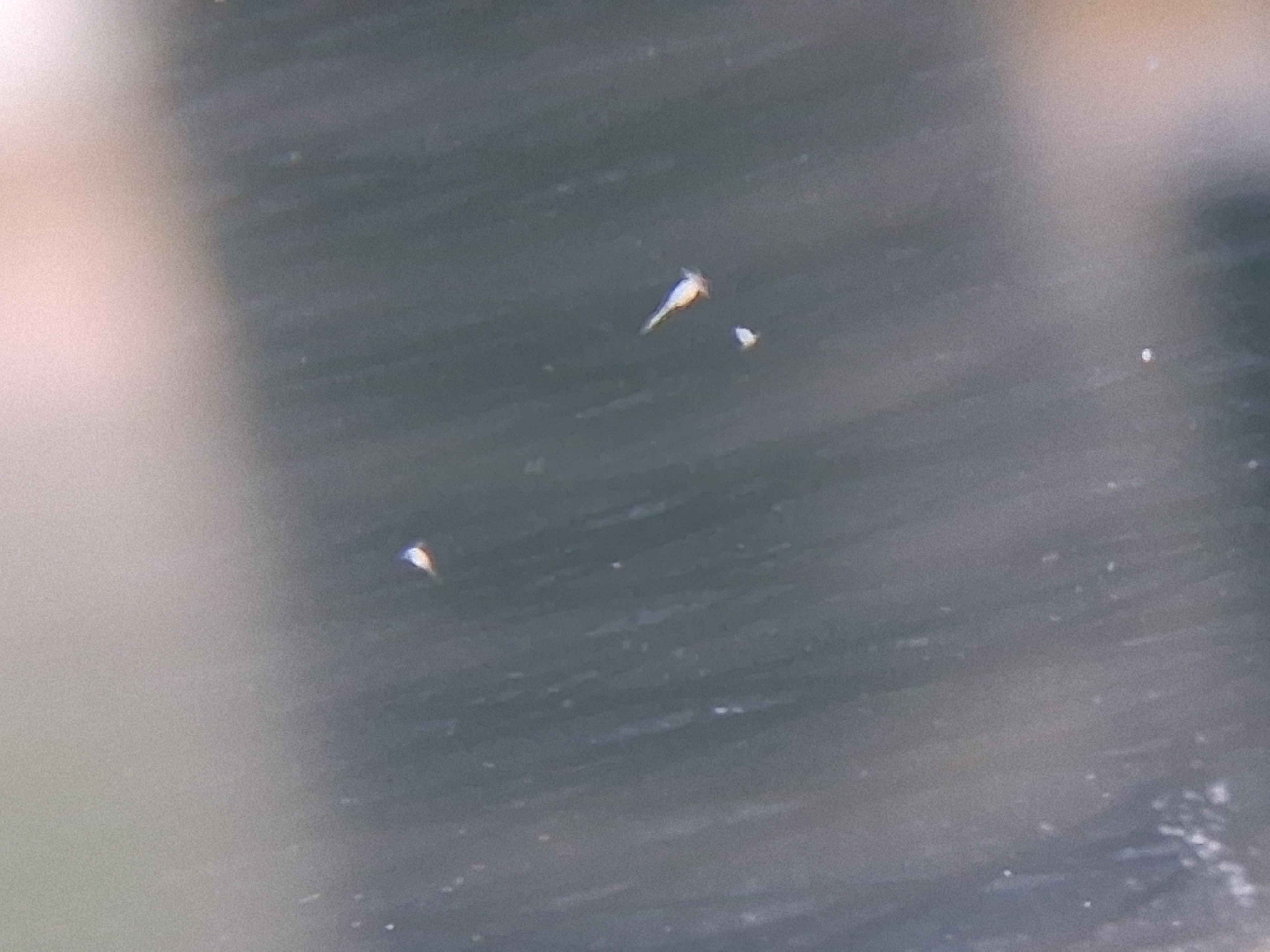 20250516_183159.jpg
