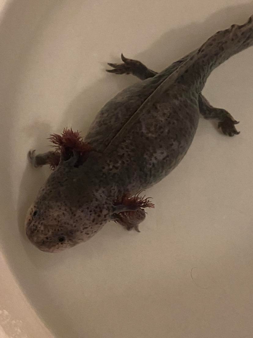 Illness/Sickness My axolotl has white spots all over his body. Is it