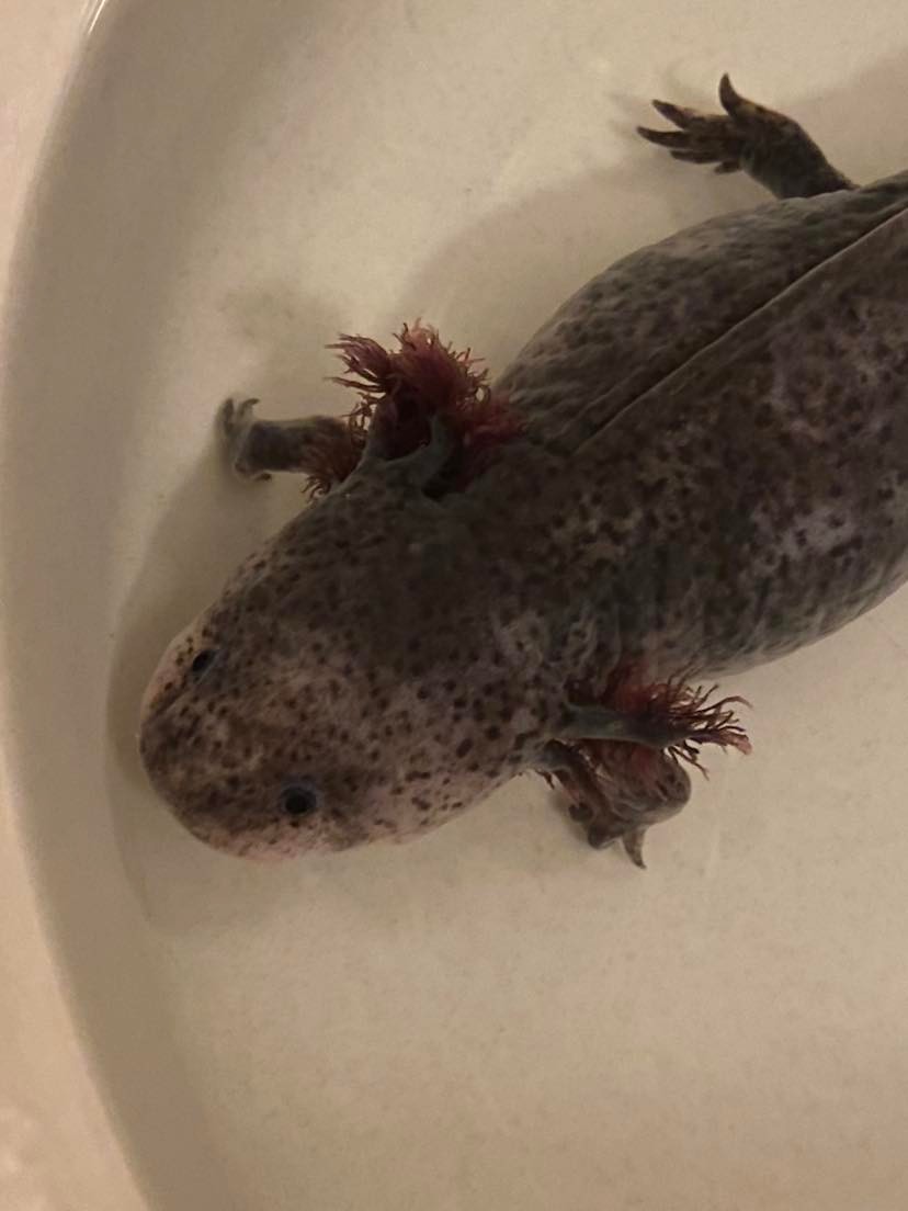 Illness/Sickness My axolotl has white spots all over his body. Is it