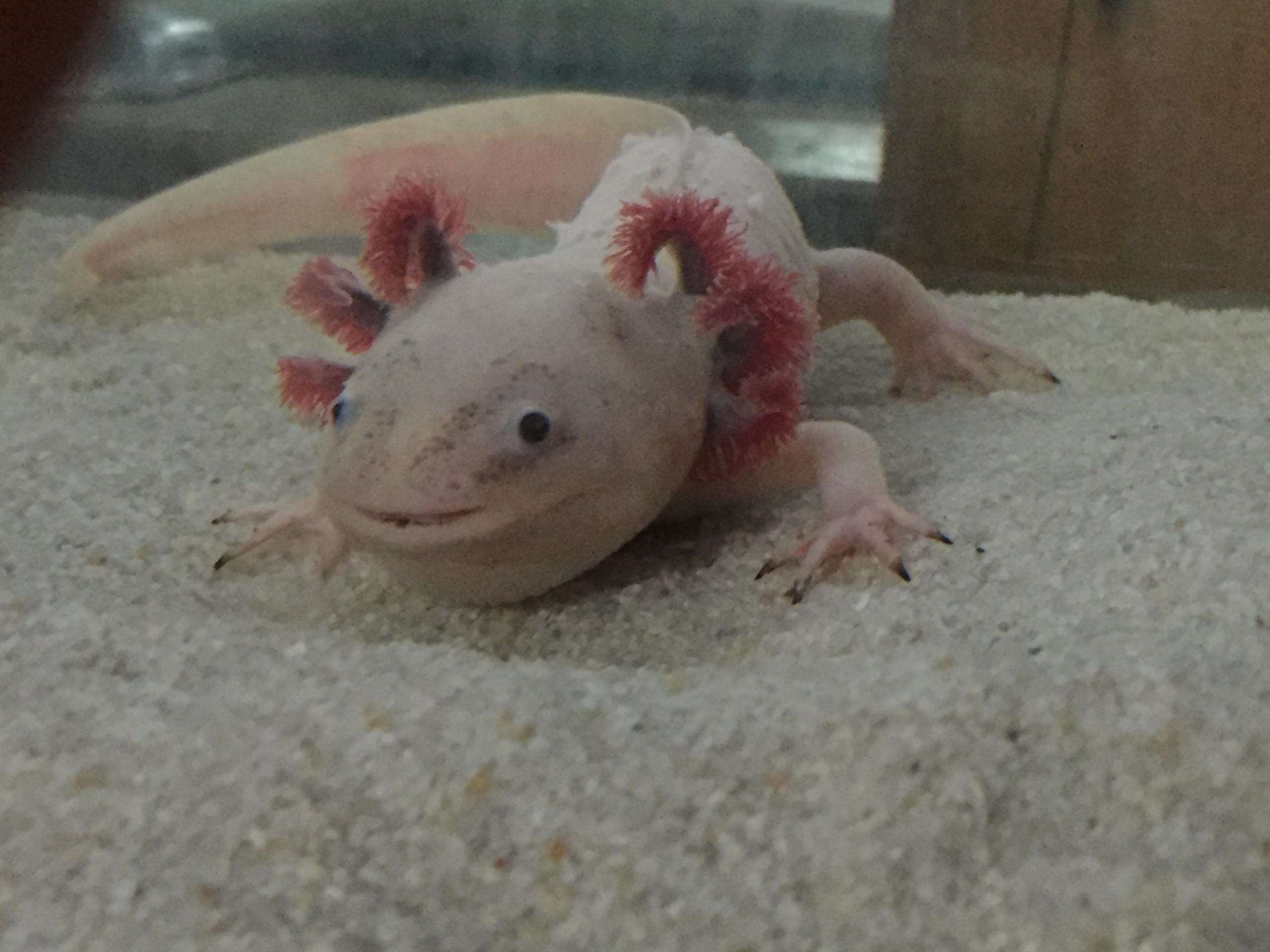 Extremely sick axolotl Newts and Salamanders Portal