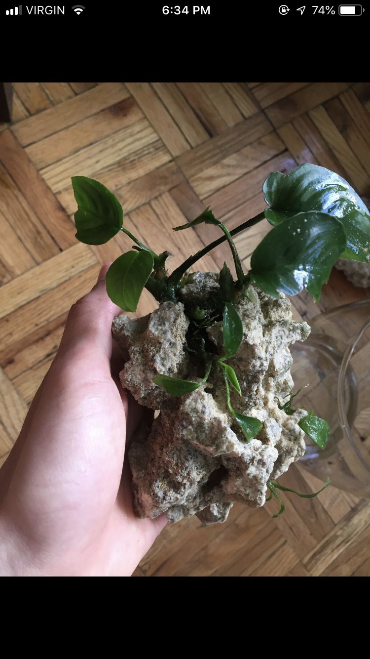 Live plants for axolotl tank | Caudata.org: Newts and Salamanders Portal