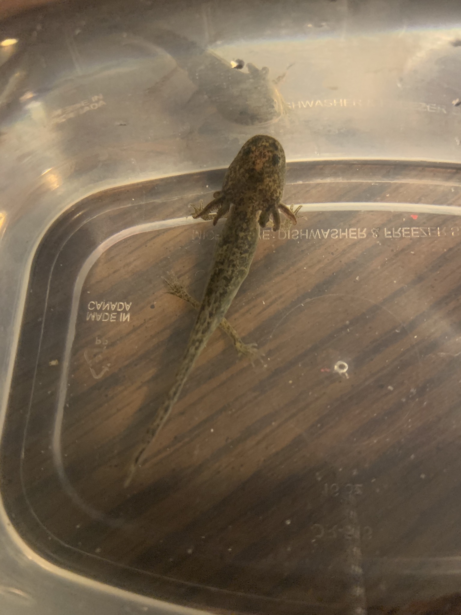 Axolotl Gills Sos Caudata Org Newts And Salamanders Portal